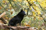 SCHIPPERKE 855